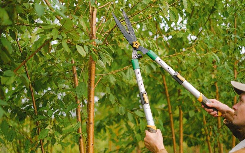 Tree trimming in Burfordville, MO